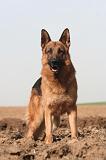 BERGER ALLEMAND 1342
